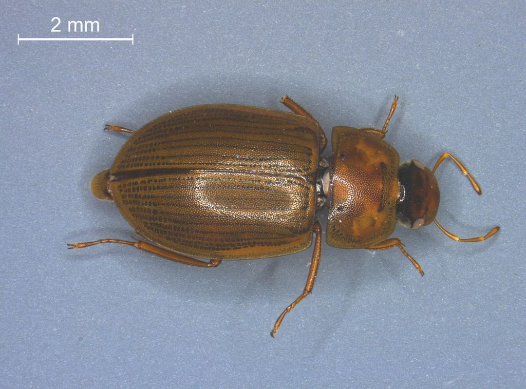 Helochares punctatus